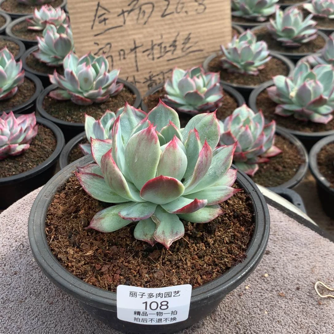 108惊鸿一物一拍。尺寸11。多肉植物