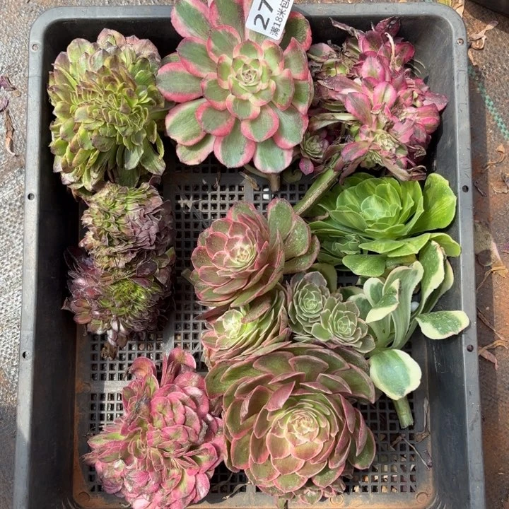 279框拍诺米多肉法师锦不包侧枝断枝