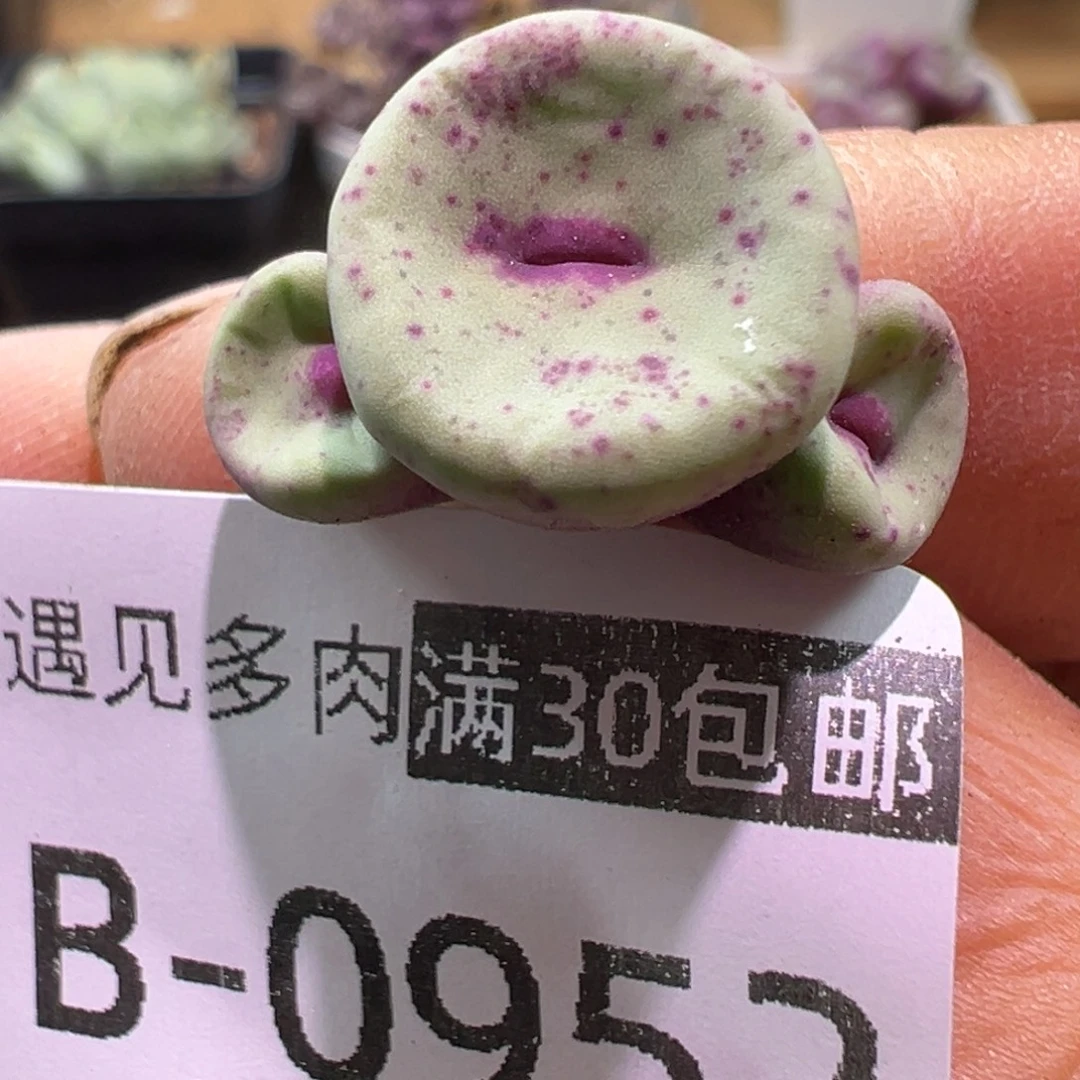 多肉植物1111111111111111111