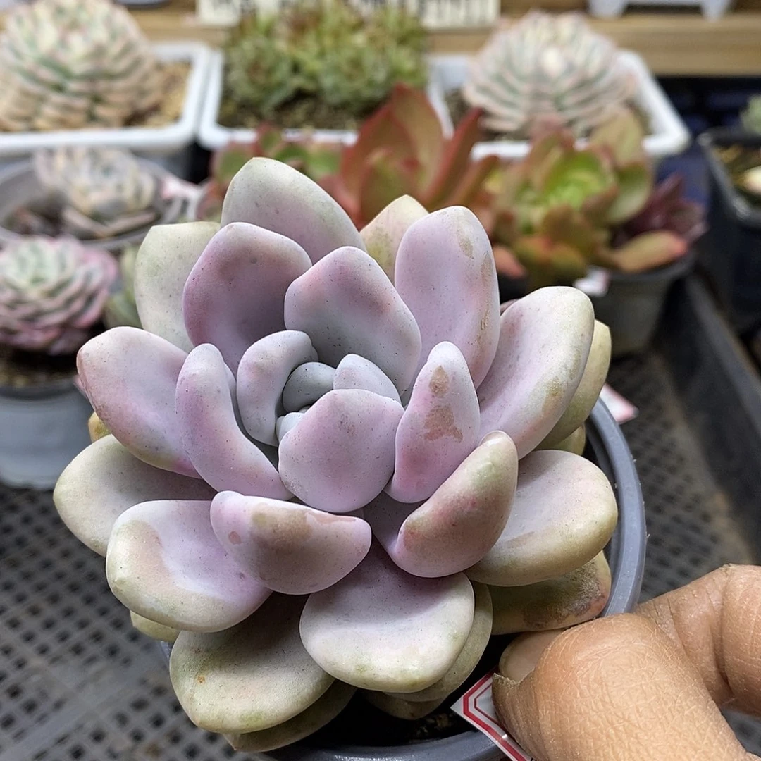 3189 肥美奥普西瓜锦