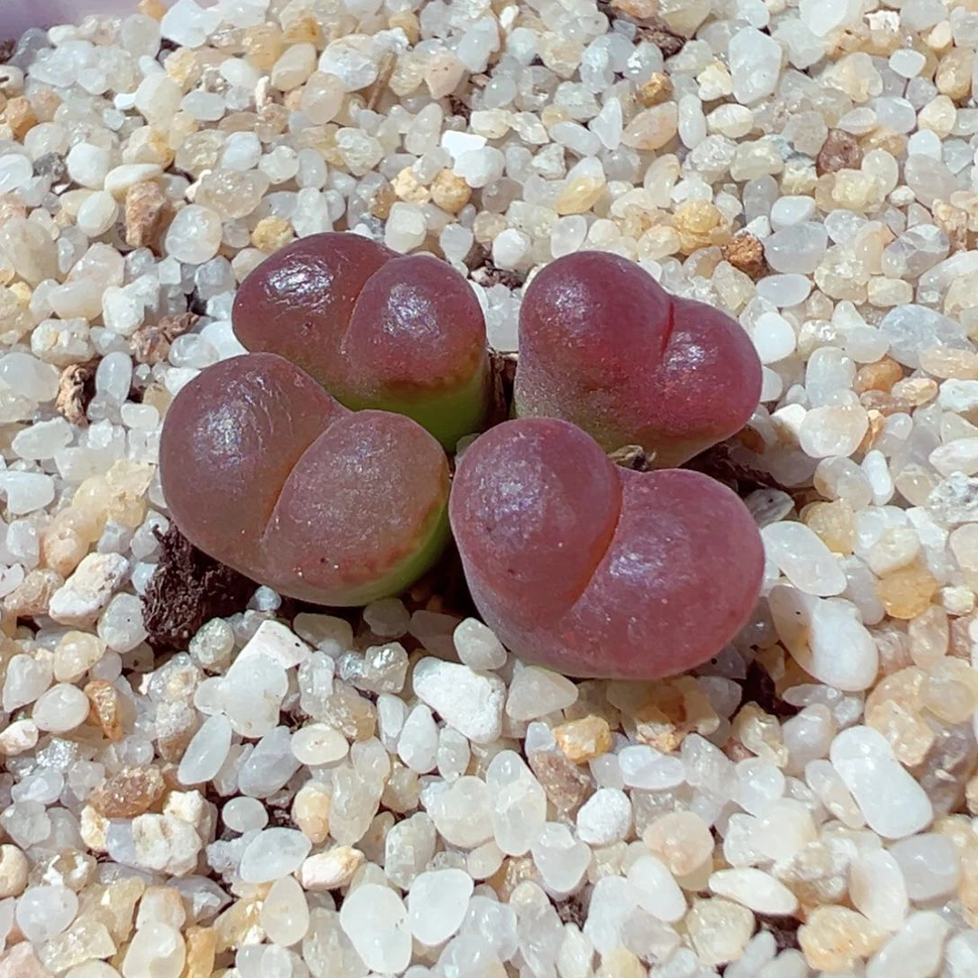 谁****✪603-294多肉多肉