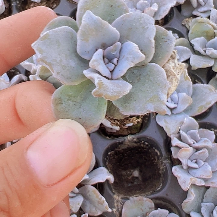 小白饺子3颗19包邮