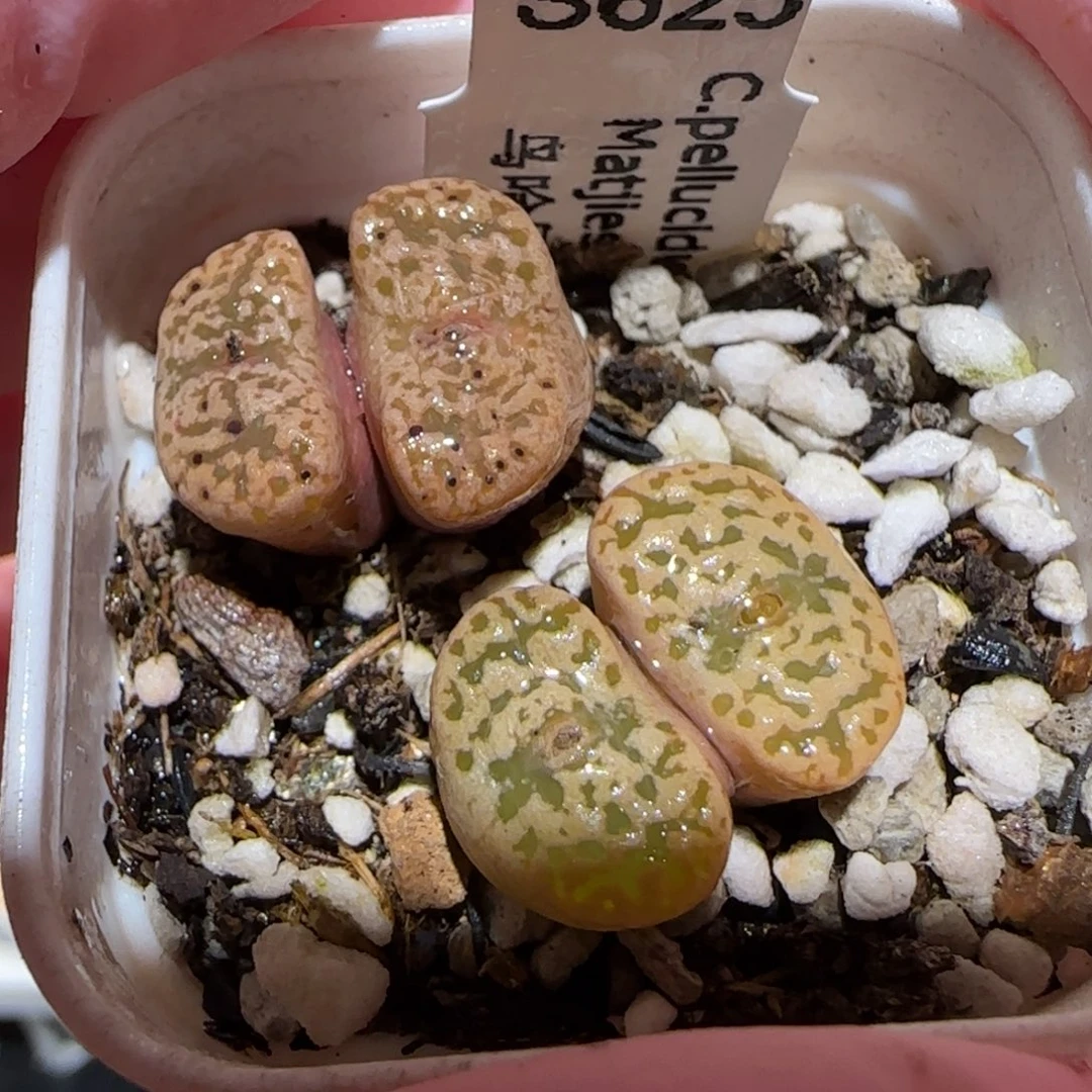 肉锥多肉植物百科-鸟哈尼107