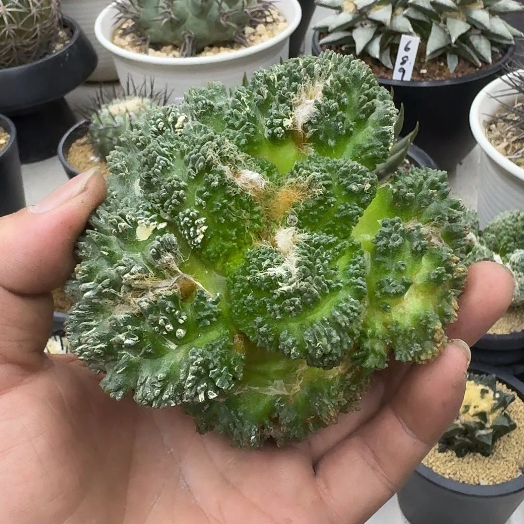 月***哥斯拉牡丹自根，暂未开根