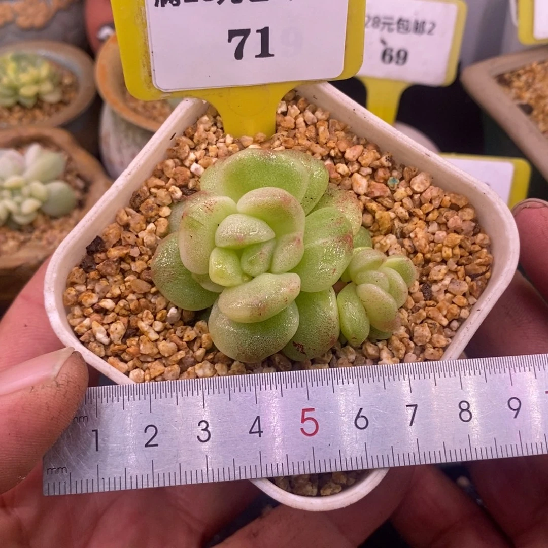 271冰玉石化心带锦……