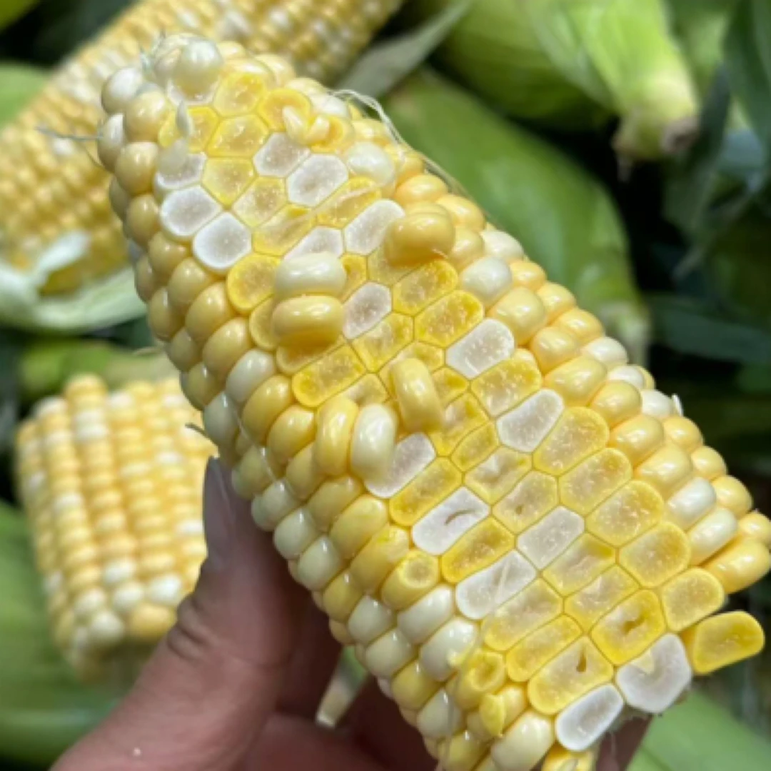本地新鲜采摘水果玉米鲜甜（黄白双拼5斤装可生食）水果玉米浙江省