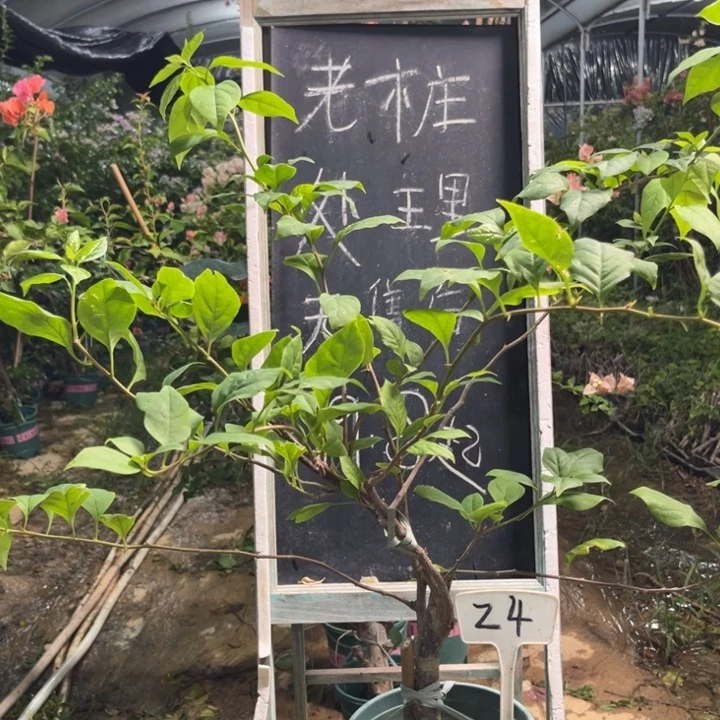无花朵三角梅三角梅24