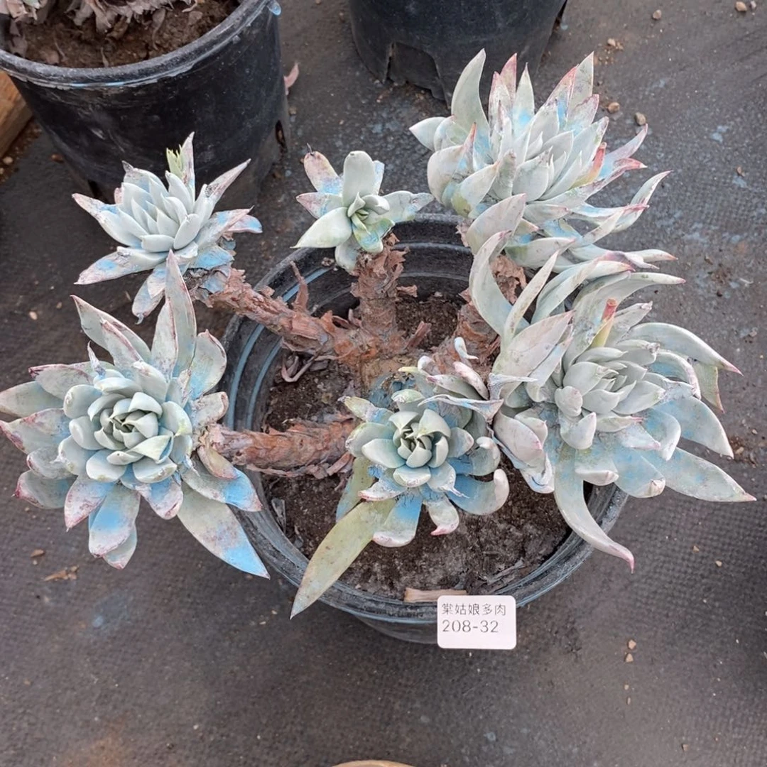 32号苹果叶大群瑕疵瑕疵