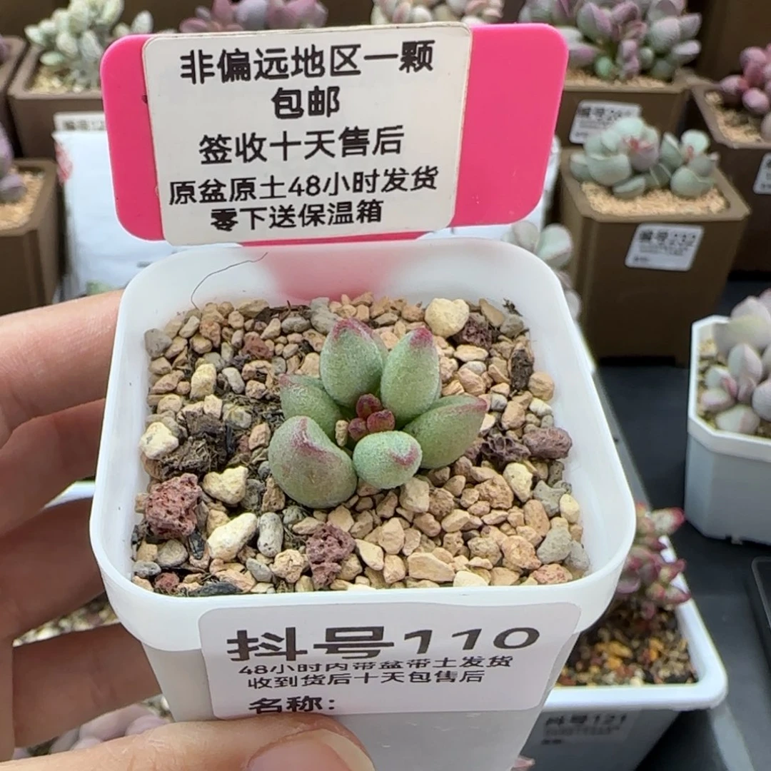 110大红嘴多肉植物