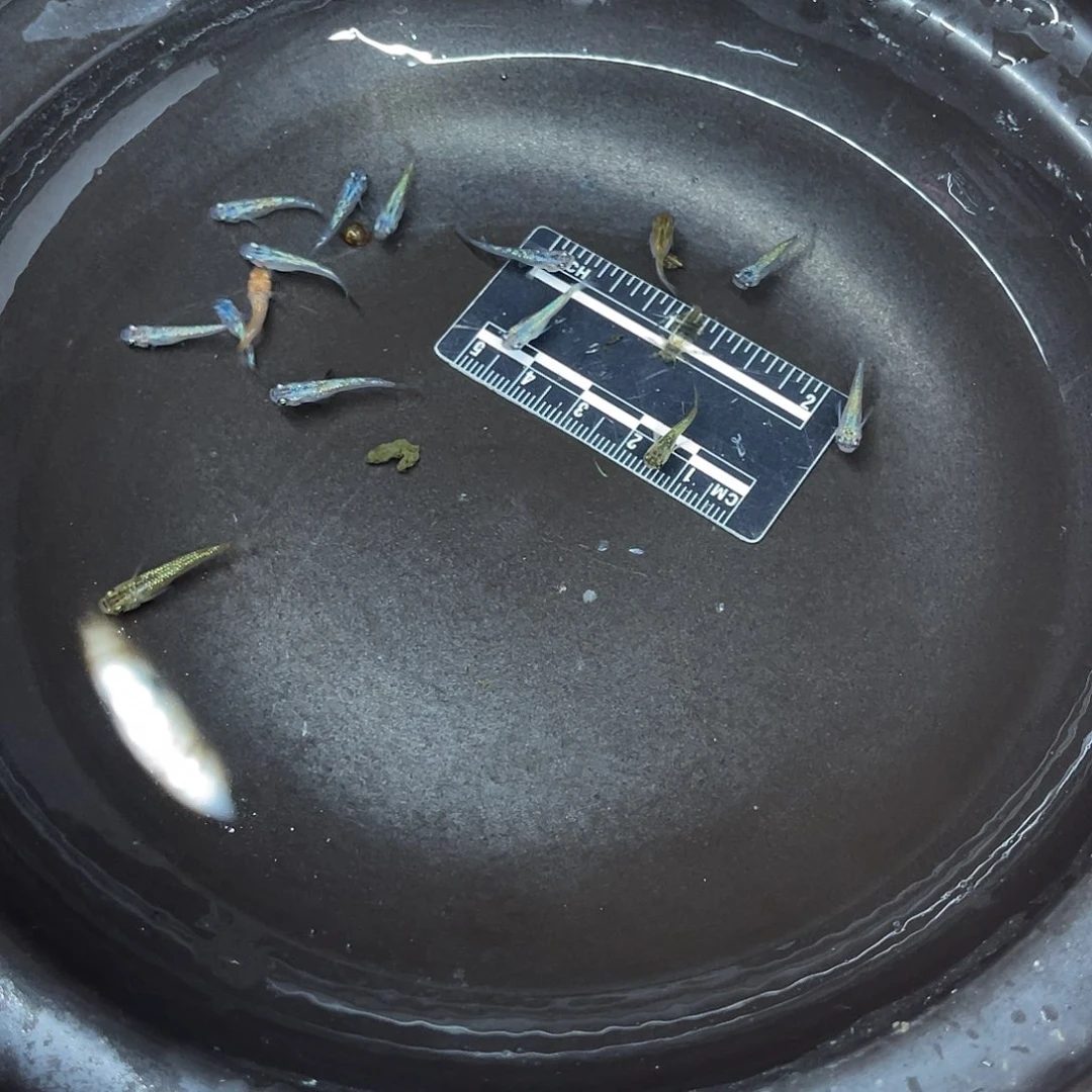 龙鱼22号哈哈哈哈哈哈