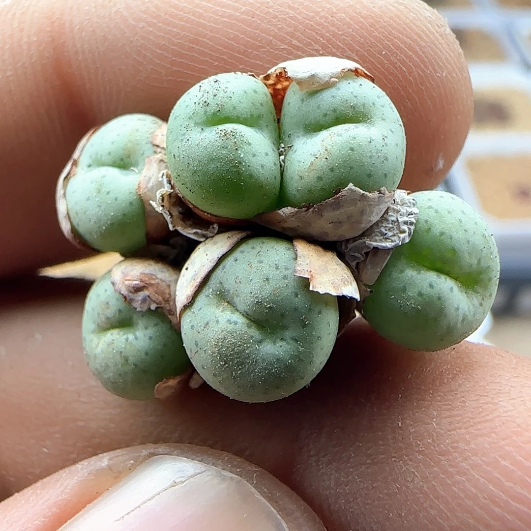 开播福利来啦44658