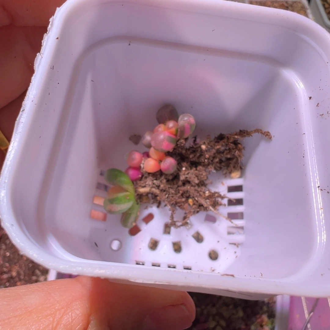 w299号五十铃玉锦多肉植物锦一物一拍