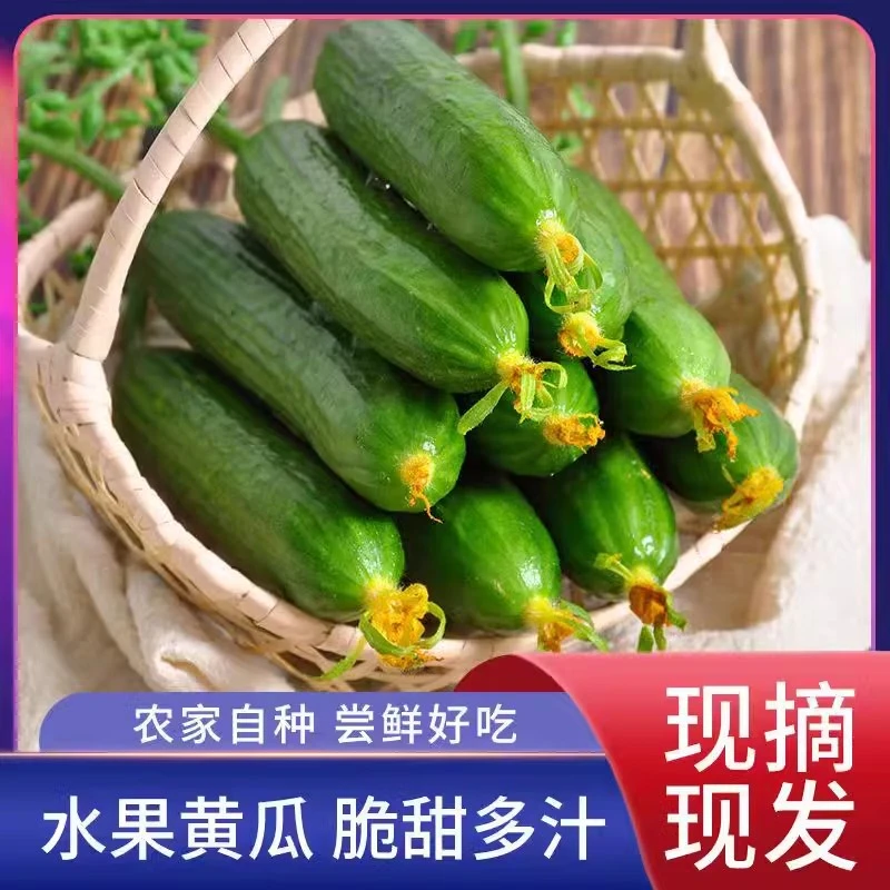 新鲜现摘水果小黄瓜嫩青瓜生吃蘸酱脆甜无刺小青瓜精品香脆