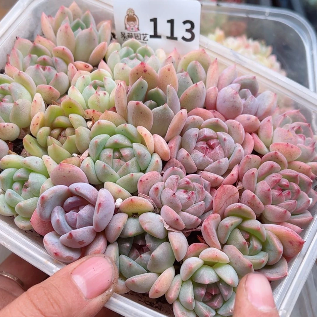 多肉植物多肉植物