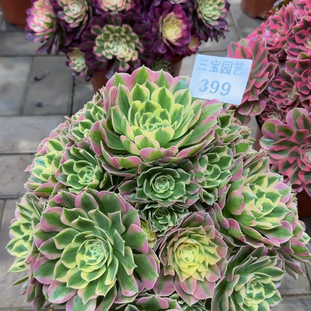 多肉植物399白凤