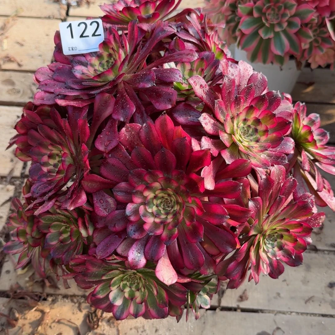 【闪购商品】122多肉