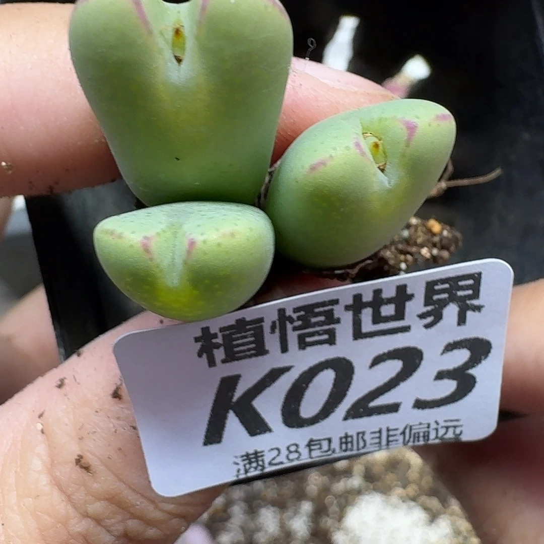 多肉植物的润泽gbh