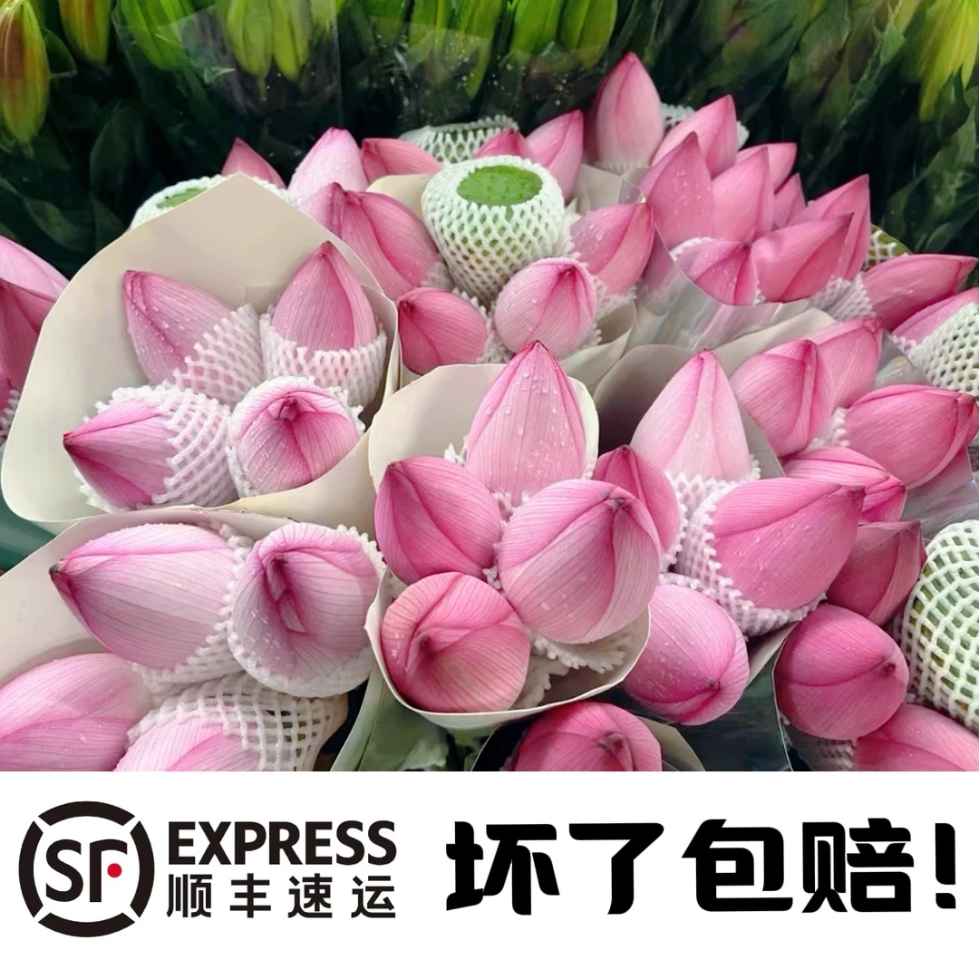 【顺丰包邮】现摘荷花重瓣单瓣带杆荷花鲜切荷花鲜花