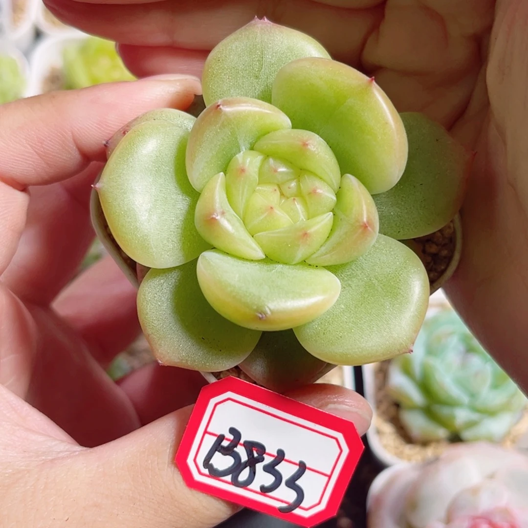 B833 一物一拍 轻寒