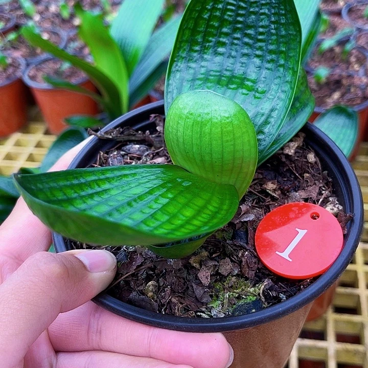 完全开放宽短油 微瑕