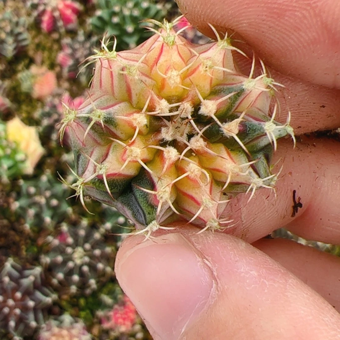 笨***猪当前无花栽培后可以开花