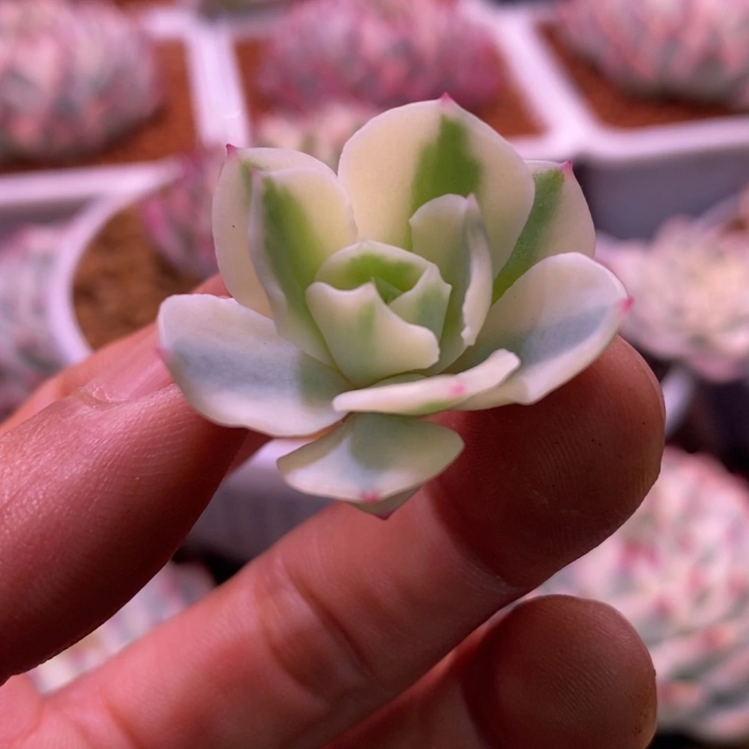 海啸锦 多肉植物