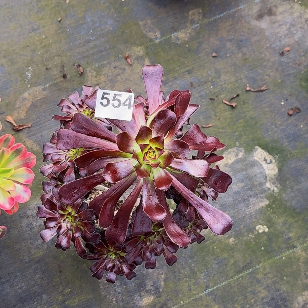 554墨法师植物多肉