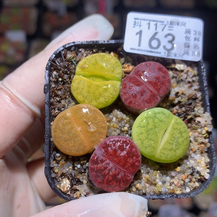 精品生石花117.163