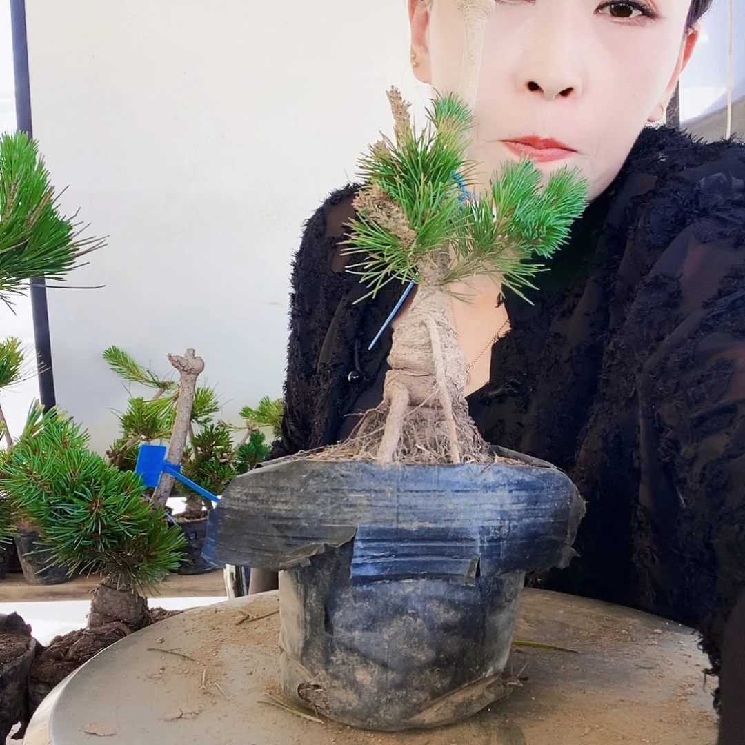 无花朵植物形态多年生草本