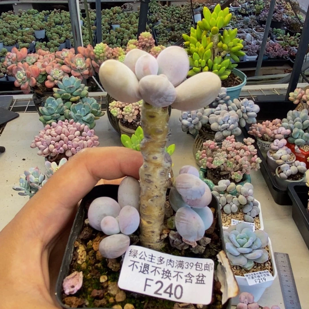 240橙奶多肉肉3cm