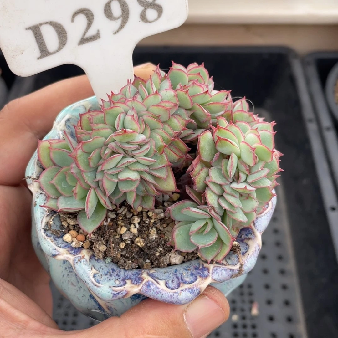 298牡丹亭缀不带盆7厘米