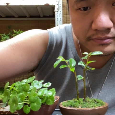 红陶一物一拍所见即所得126