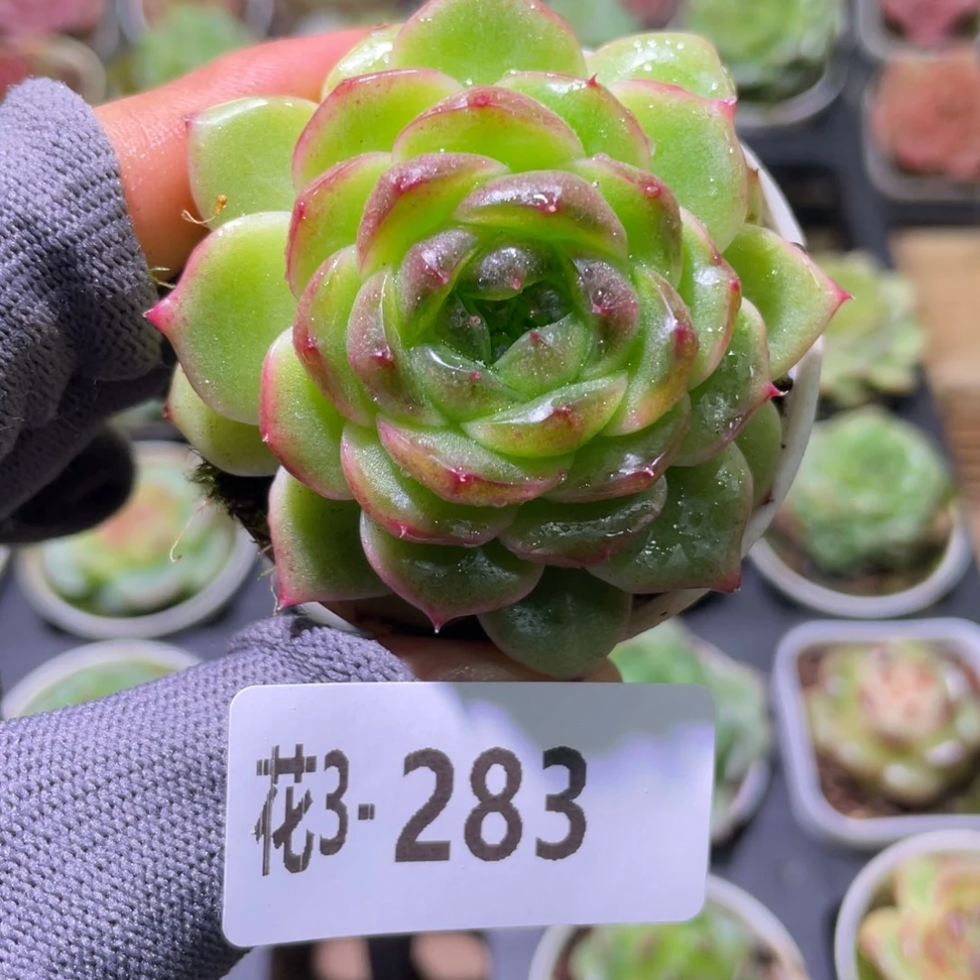 花利美3-285珍妮