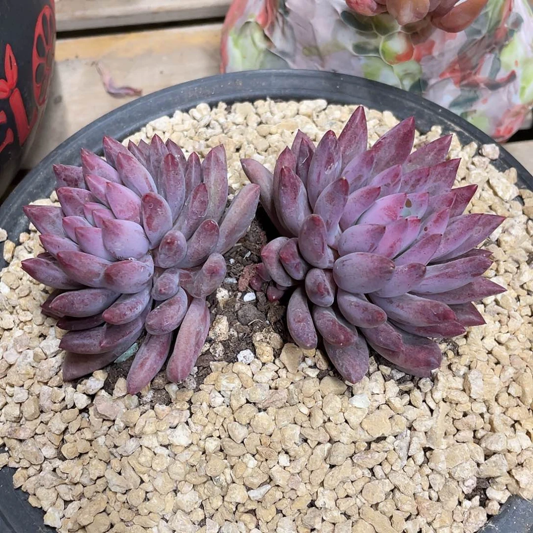 多肉植物的生长发育与生长发育