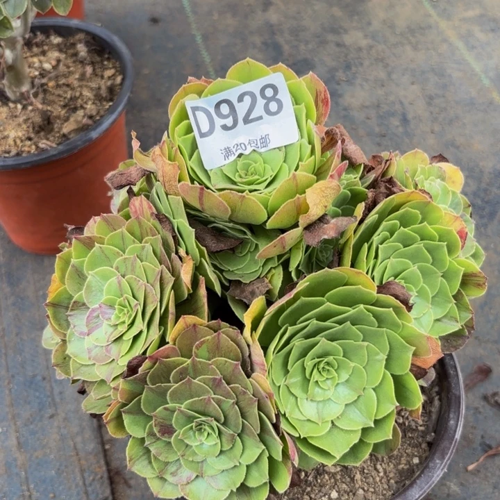 瑞妈多肉植物928花月夜