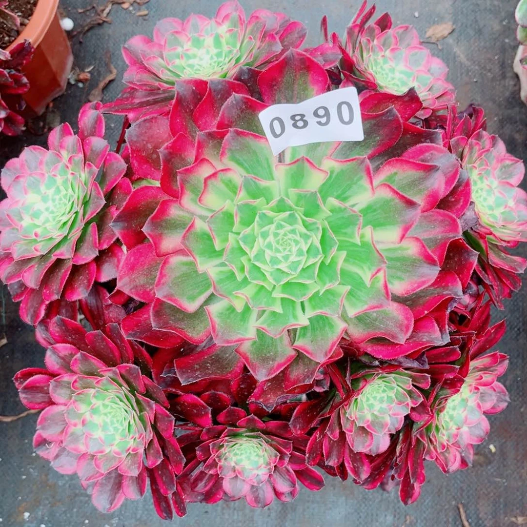 菊*天合多肉发货发货