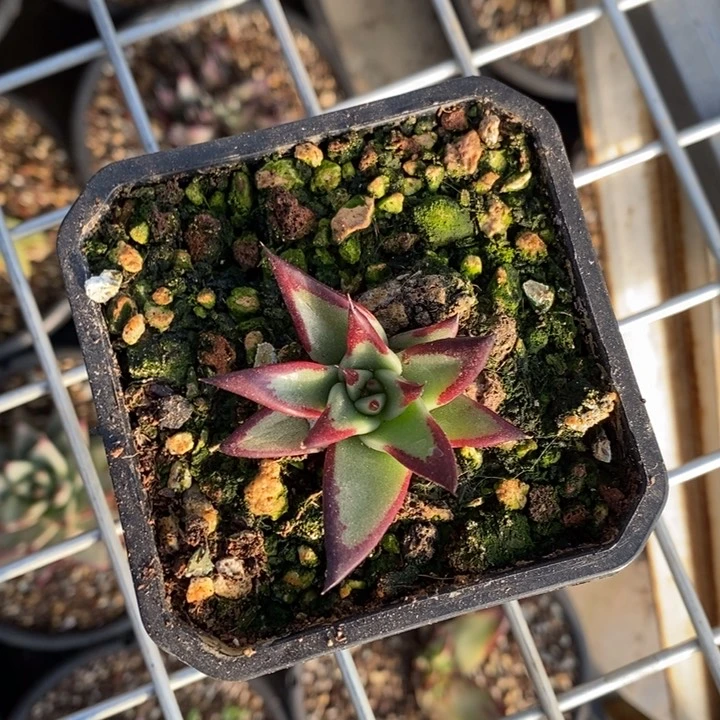 东***北进口原始种超大型B-25.1.23