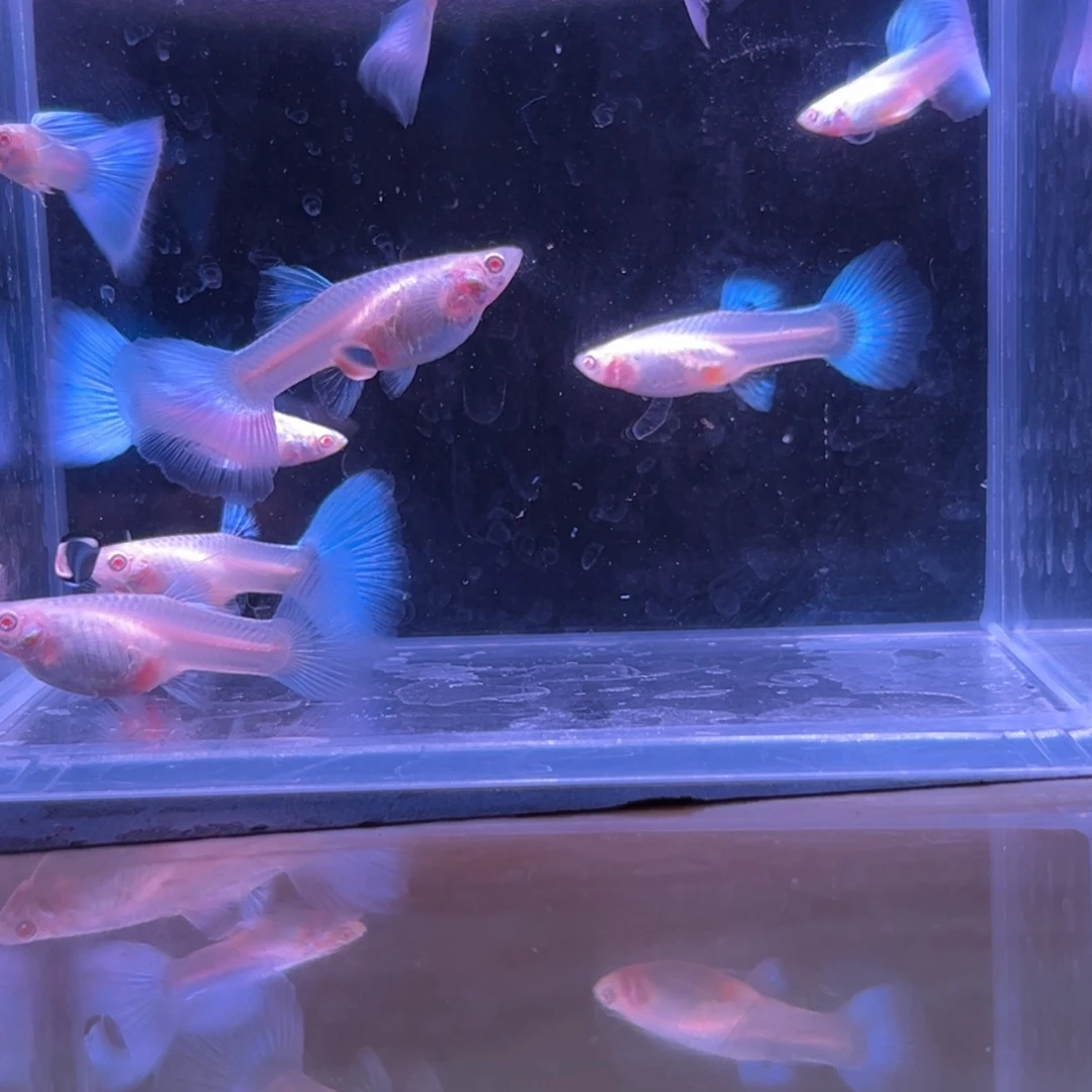 孔雀鱼天空蓝两对多的备损