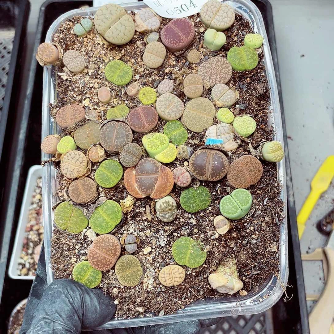 郎哥18包邮0604-46