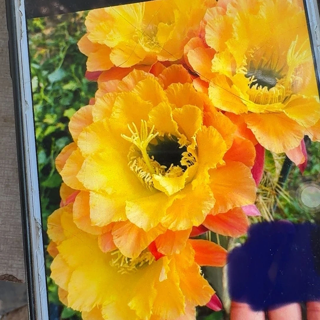 584根7公分毛花柱