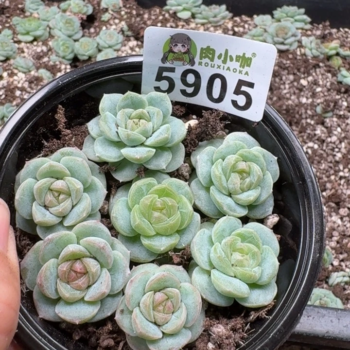 多肉植物多肉植物