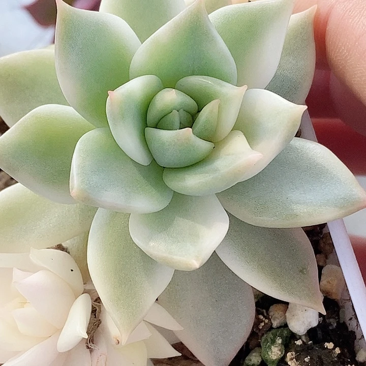 灵魂锦一物一拍，