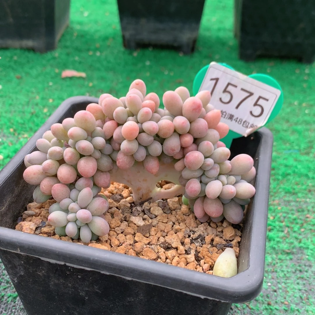 汤圆树缀一物一拍1575