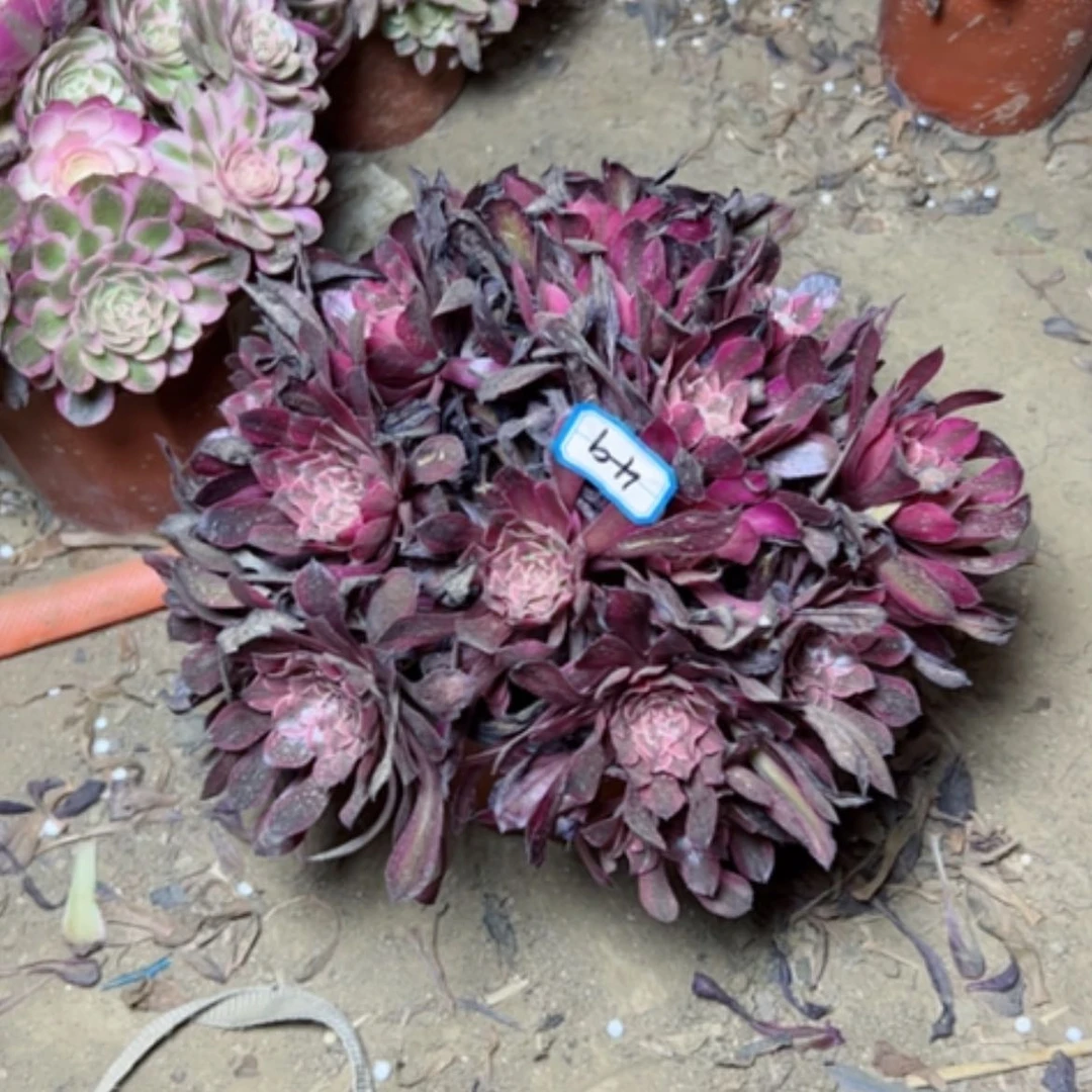 【闪购商品】多肉植物铜壶变异49