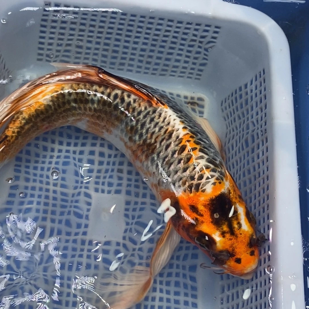 锦鲤冷水锦鲤包邮