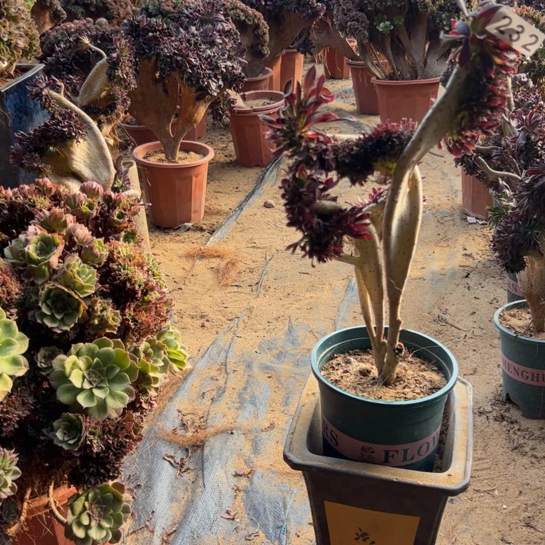 有伤翅膀232高37