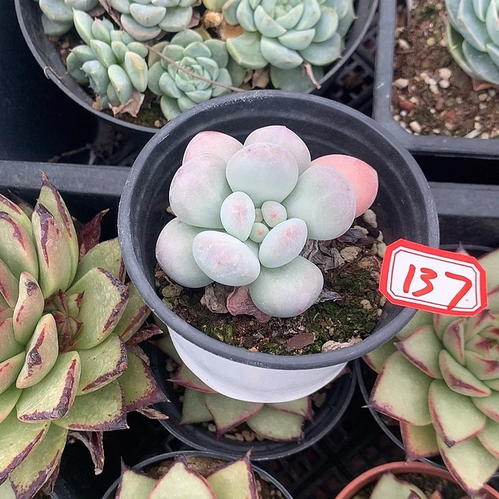 用***0一物一拍拍香水137