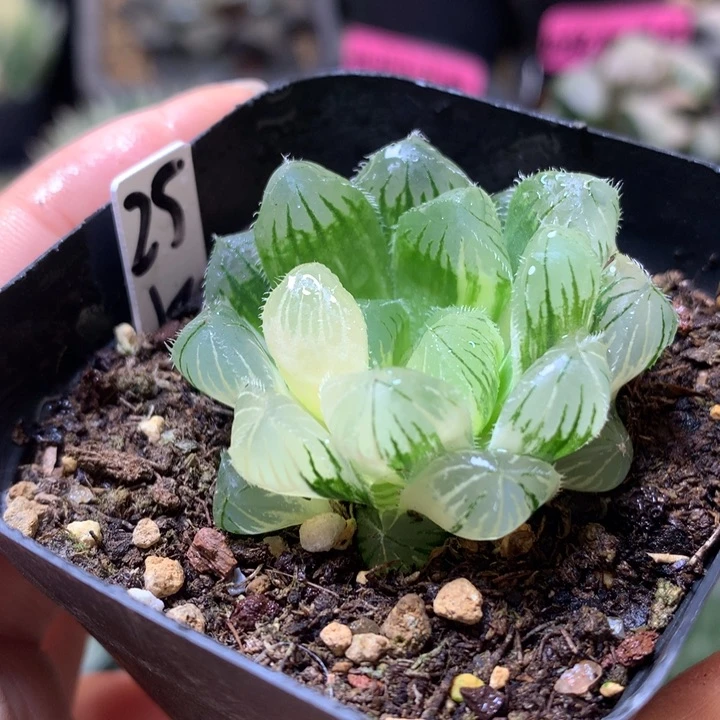 白赤线玉露锦带盆土发货