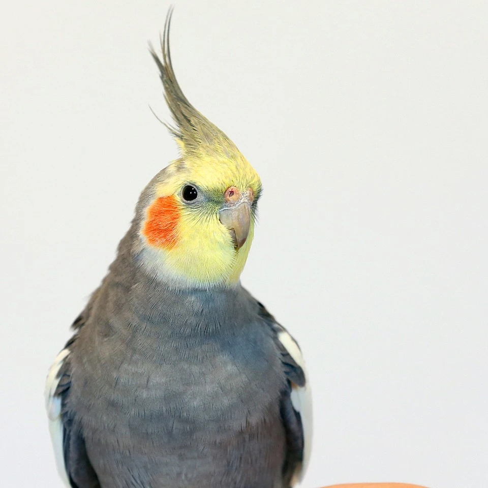 玄凤鹦鹉活体，厂家直销