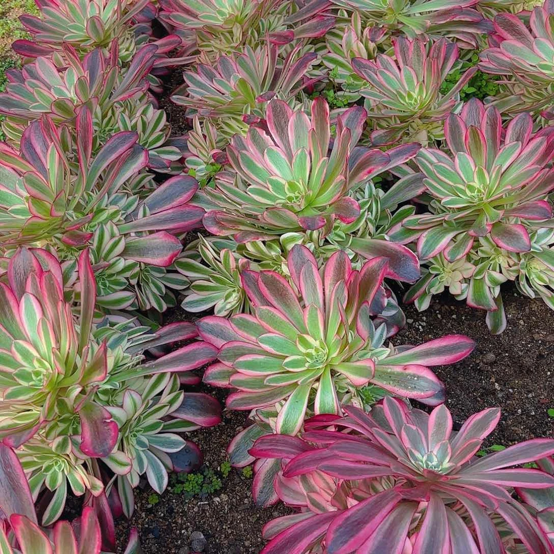 美杜莎多肉植物手捧花